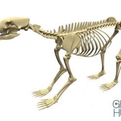 3D model Bear Skeleton